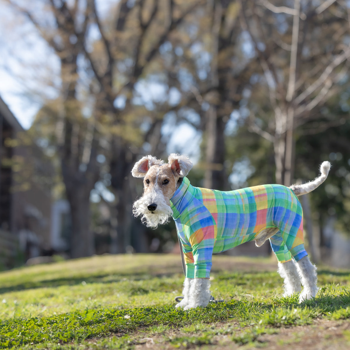 adabat ベロア風 2タック パンツ　犬刺繍　日本製 ゴルフ N2949 full of vigor（フルオブビガー） 犬 服 夏 レイヤード風 ボタニカル