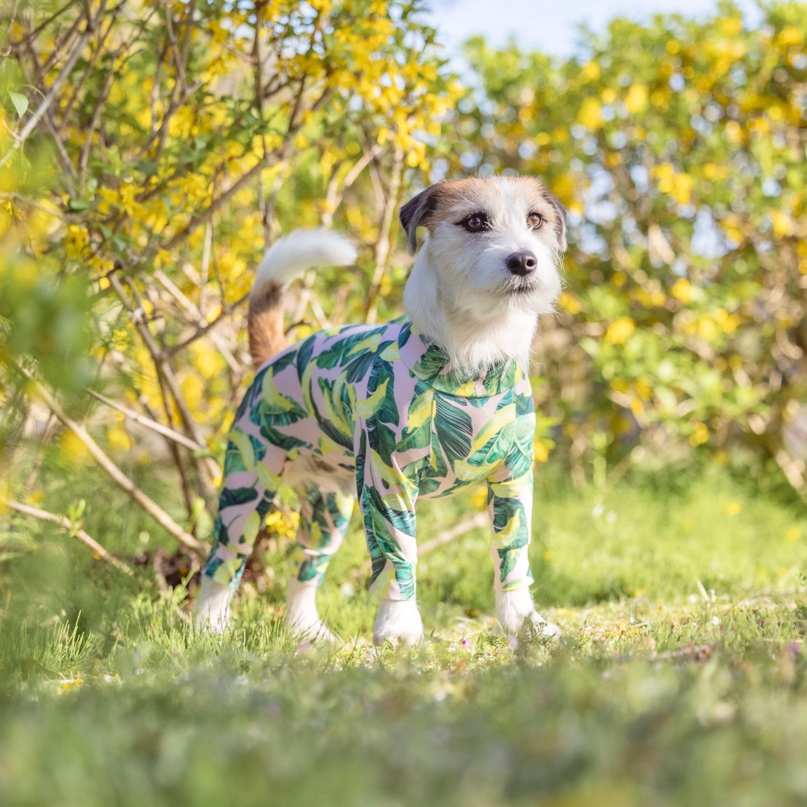 ADESOL - マルチプロテクトスーツ - ダンシングバナナ – ADESOL Online