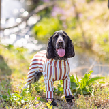 ココアストライプ - Cocoa Stripe - マルチプロテクトスーツ