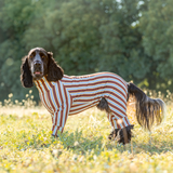 ココアストライプ - Cocoa Stripe - マルチプロテクトスーツ