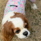 スプリングスプラッシュ - Spring Splash - マルチプロテクトスーツ